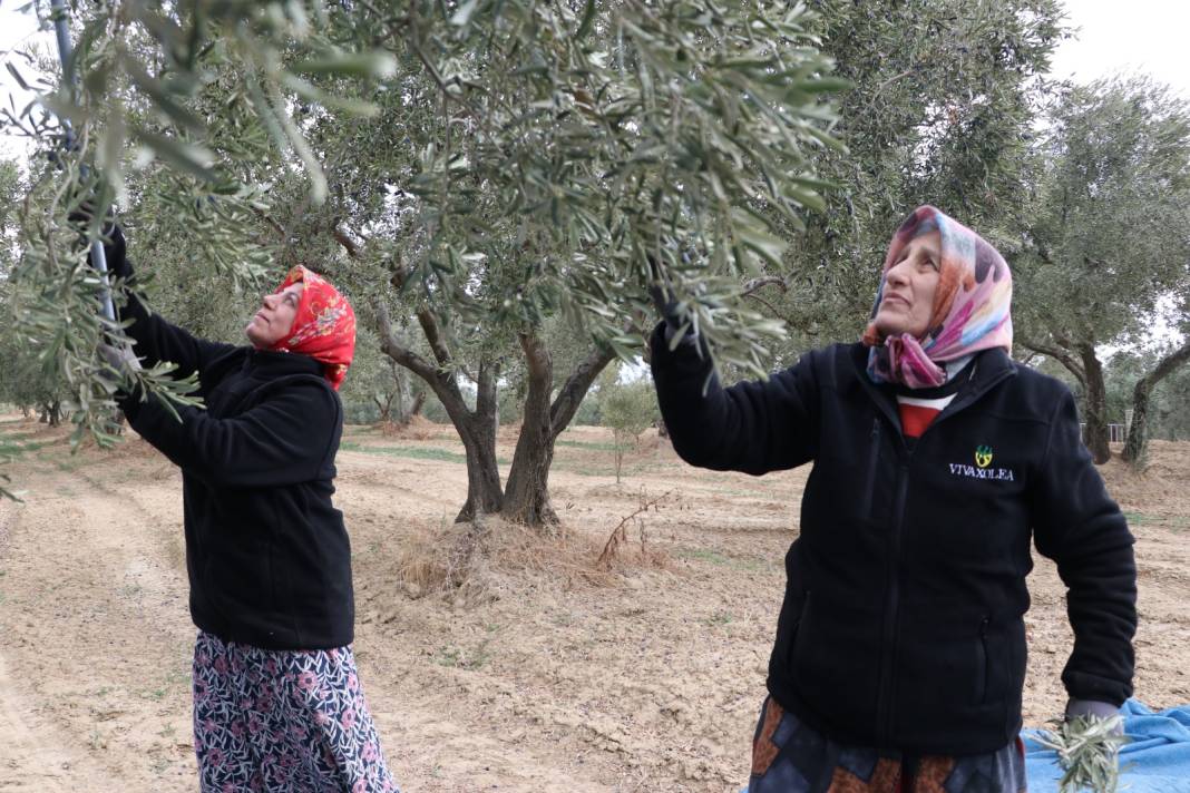 Karadeniz'de çay işini bitirip Tekirdağ'ın yolunu tuttular 3